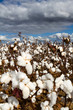Cotton Field