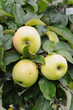 Apples on apple tree branch