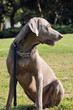 weimaraner