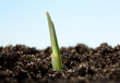 Green sprout over blue sky