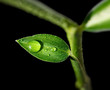 Rain drops on green leaf