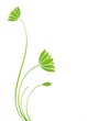 water lily plant , Eco friendly ,background , India