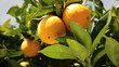 Oranges Oranges
