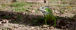 Iguane de Guadeloupe