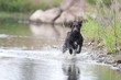 Wachtelhund