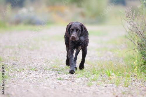 Foto: Wachtelhund Wachtelhund