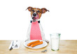 dog at table