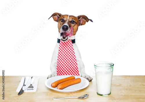 Foto: dog at table dog at table