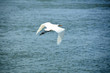 Photo: great white egret great white egret