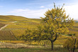 A tree and vineyards in autumn