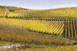 Vineyards in autumn