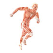 Running man muscles anatomy system isolated on white background