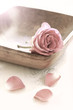 Rose in Schale