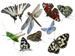 Butterflies a grasshopper a dragonfly insects it is isolated