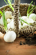 white onions