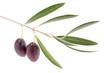 Foto: Rametto d'olive Rametto d'olive
