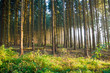 Spruce forest in the early morning light