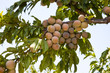 Apricot
