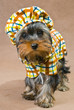 Yorkshireterrier in the dress  in studio