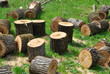 Photo: Preparation of fire wood Preparation of fire wood