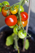 Bunte Tomaten