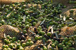 Foto: Olive verdi nella rete Olive verdi nella rete