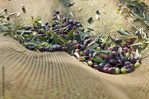 Foto: olive nella rete olive nella rete