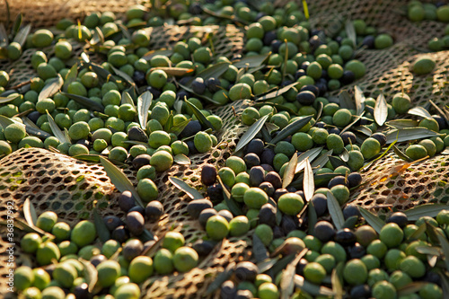 Photo: Olive verdi nella rete Olive verdi nella rete