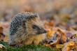 Igel im Laub