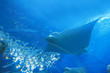 beautiful stingray