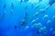 Shark and fish in the ocean
