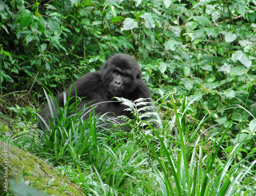 Foto: Gorilla in green vegetation Gorilla in green vegetation
