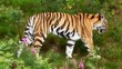 Sibirischer Tiger