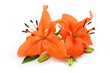 Orange lily