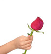 rose for you