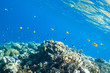 fish and corals in the sea
