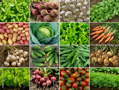 Foto: organic vegetables and greens collage organic vegetables and greens collage