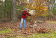 Photo: Senior raking autumn leaves Senior raking autumn leaves