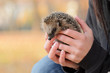 Igel gefunden