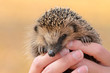 Igel im Herbst
