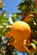 Sour oranges