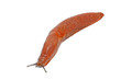 limace