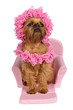 Dog with hat and scarf on a bed