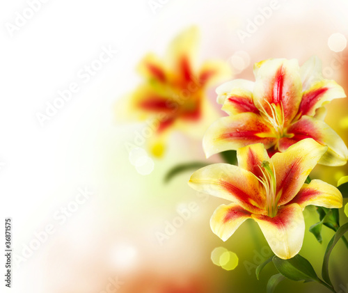 Photo: Lily Flowers border design. Summer Flowers Lily Flowers border design. Summer Flowers