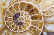 Ammonite