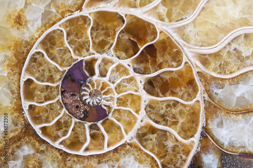 Foto: Ammonite Ammonite