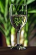 Photo: White Wine Green Yucca White Wine Green Yucca