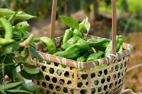 Photo: 野菜畑 野菜畑