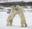 Fighting polar bears.