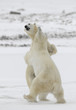 Fighting polar bears.